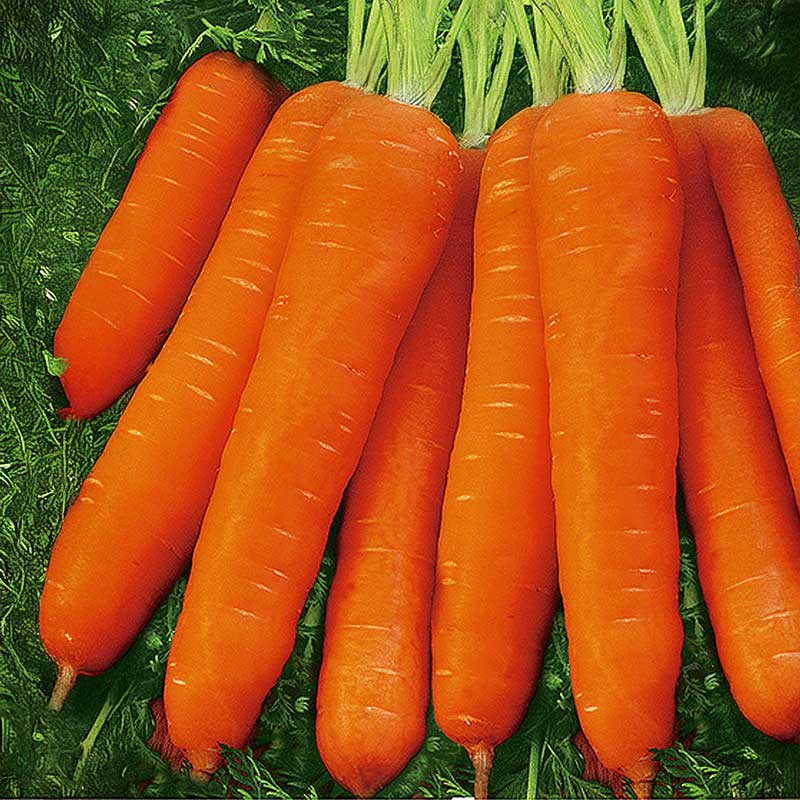 Carrot 'Karlena'