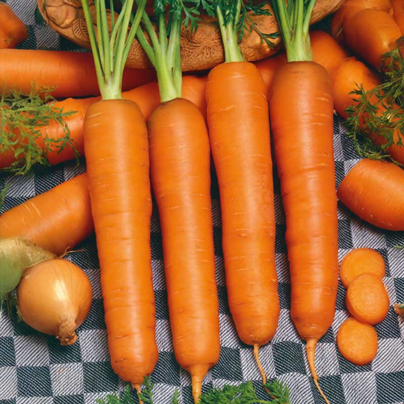 Carrot 'Nantes 3'