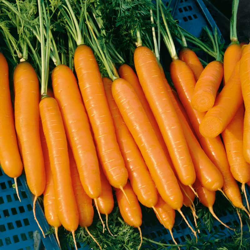 Carrot 'Napoli' H