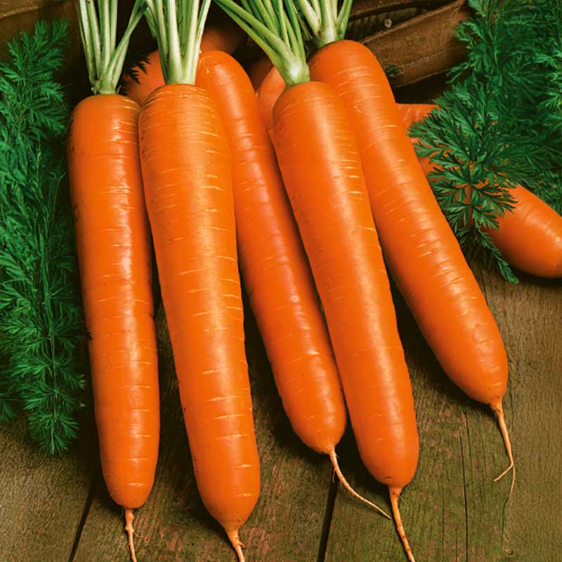 Carrot 'Narbonne' H