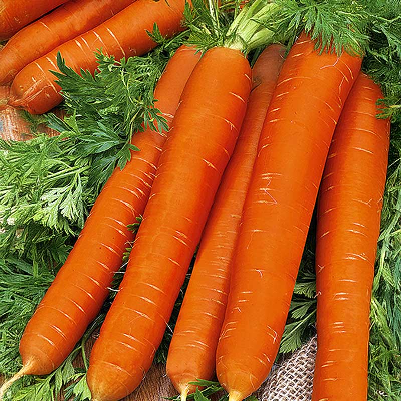 Carrot 'Naomi'