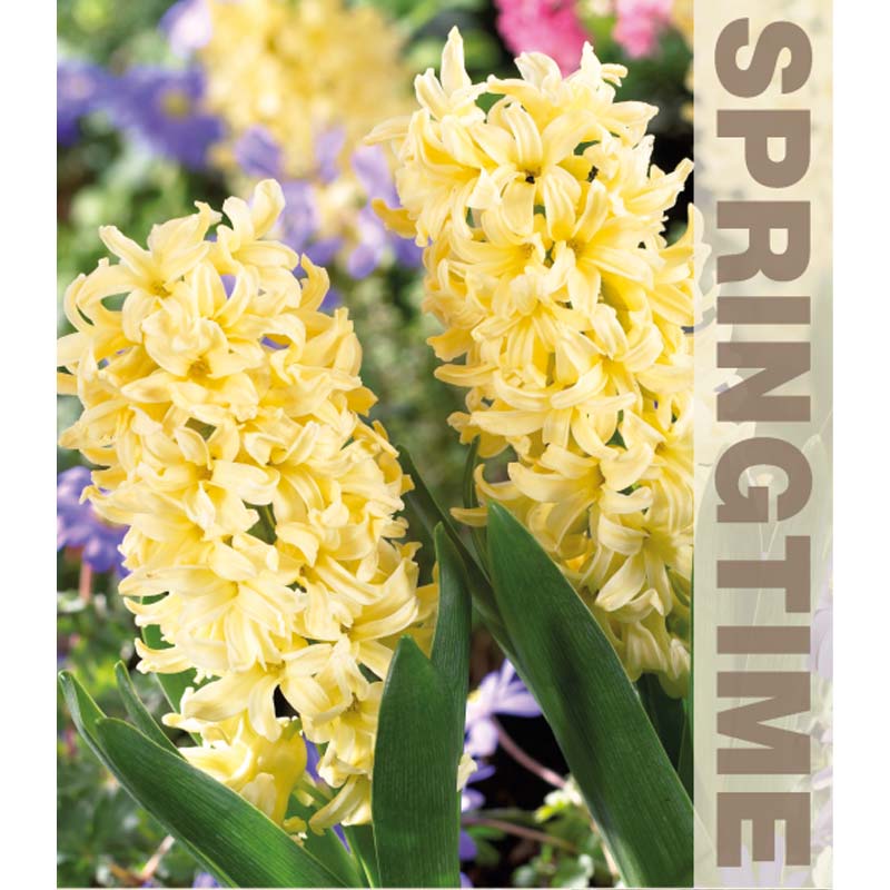 Hyacint ’City of Haarlem’