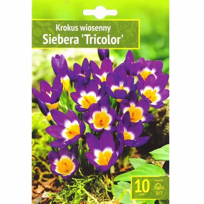 Crocus 'Siebera Tricolor'