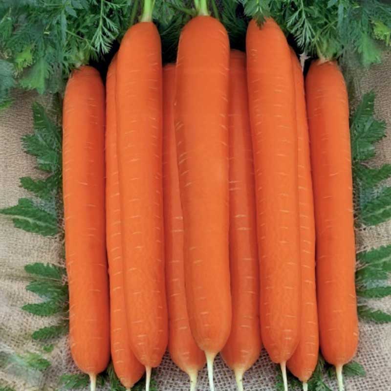 Carrot 'Carvora' H