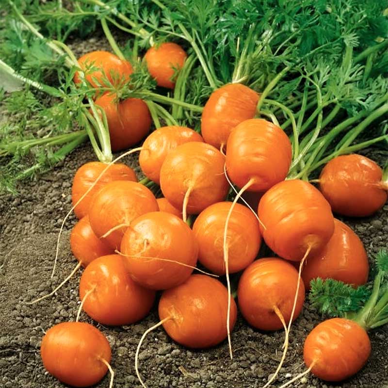 Carrot 'Rondo'