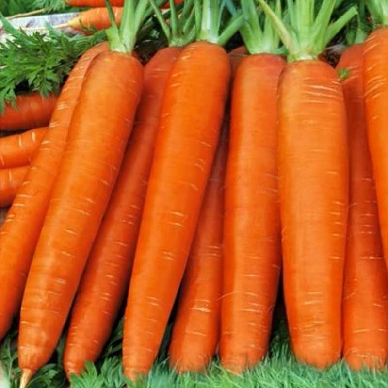 Carrot 'Amsterdam 2'