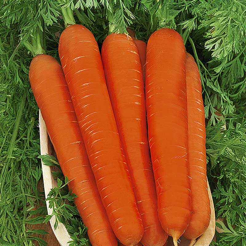 Carrot 'Nerac' H