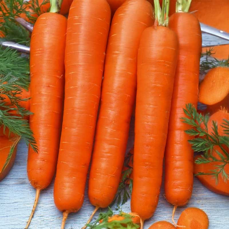 Carrot 'Amsterdam 2'