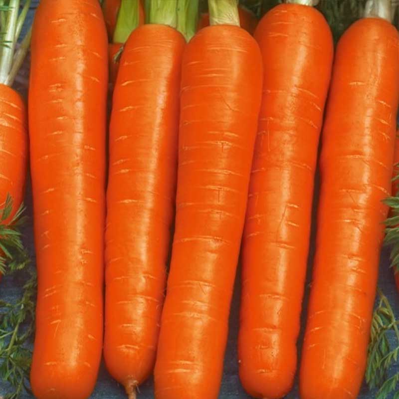 Carrot 'Nantes 5'