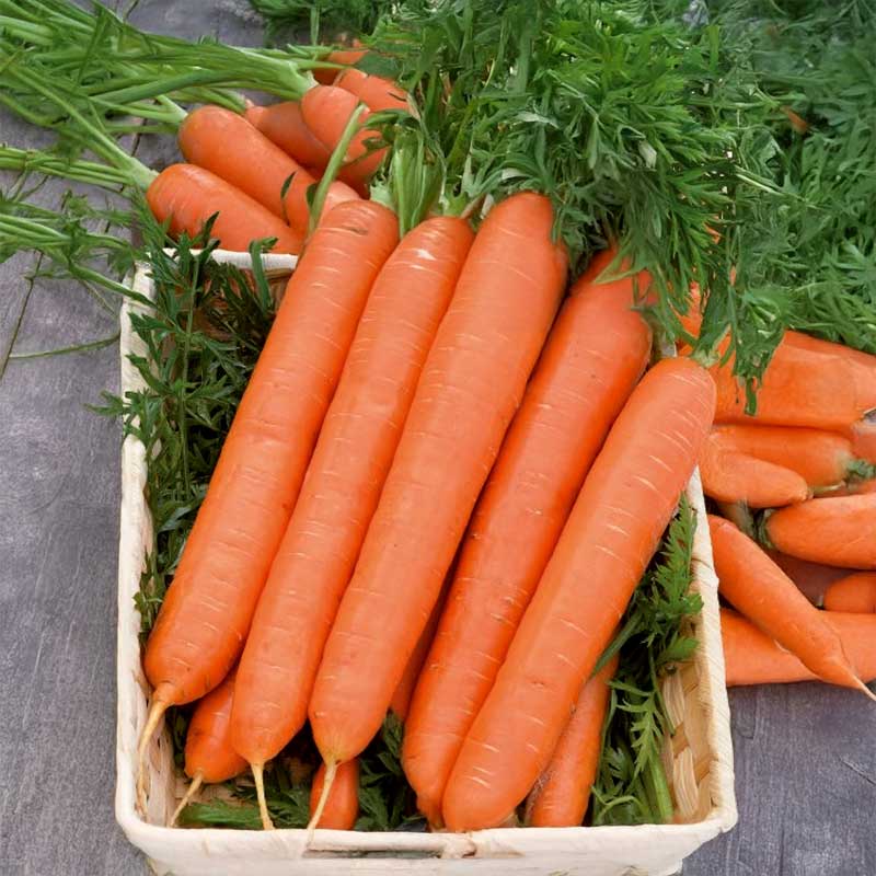 Carrot 'Korina'