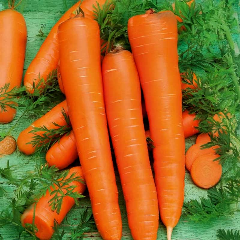 Carrot 'Lange Rote Stumpfe Ohne Herz 2'
