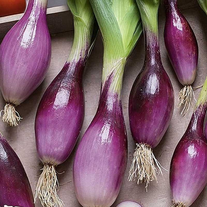 Onion 'Rossa di Firenze'