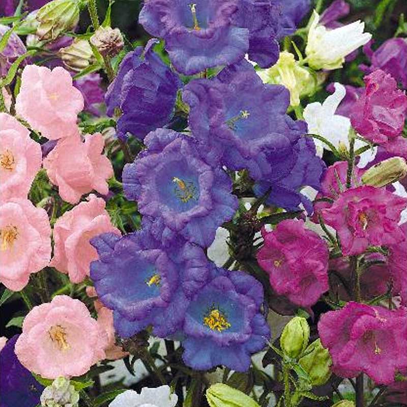 Canterbury Bells 'Cup & Saucer mix'