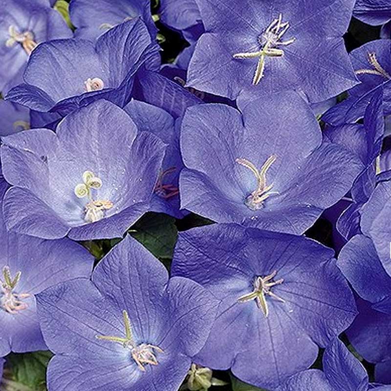 Carpathian Bellflower blue
