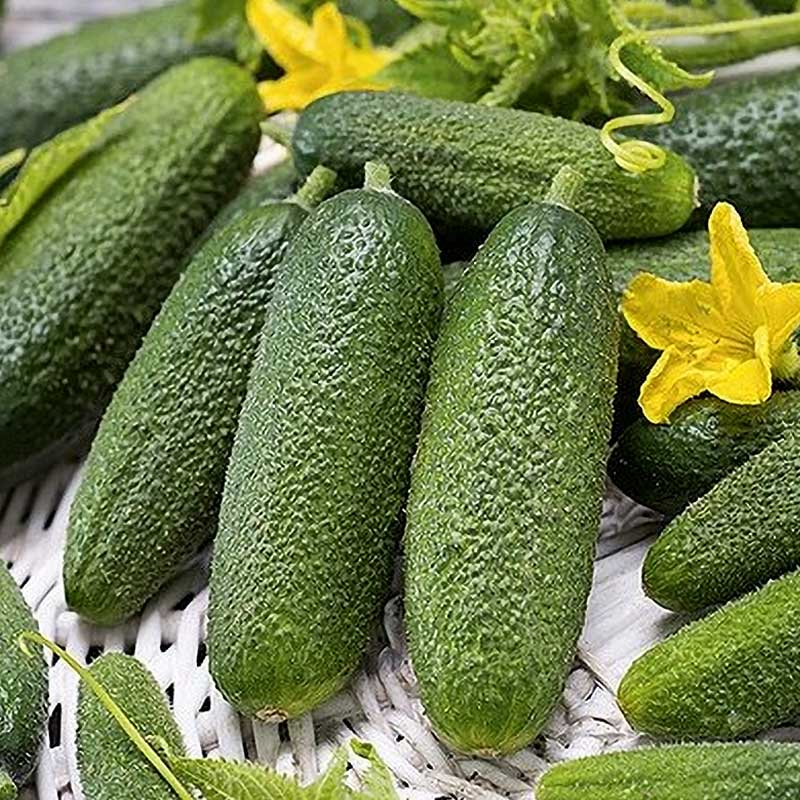 Cucumber 'Alpaka'
