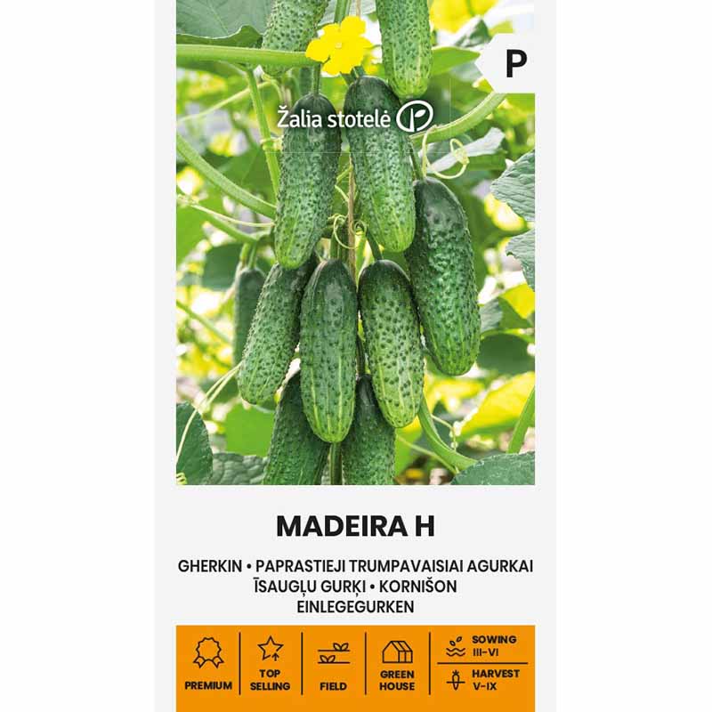 Cucumber 'Maderira' H