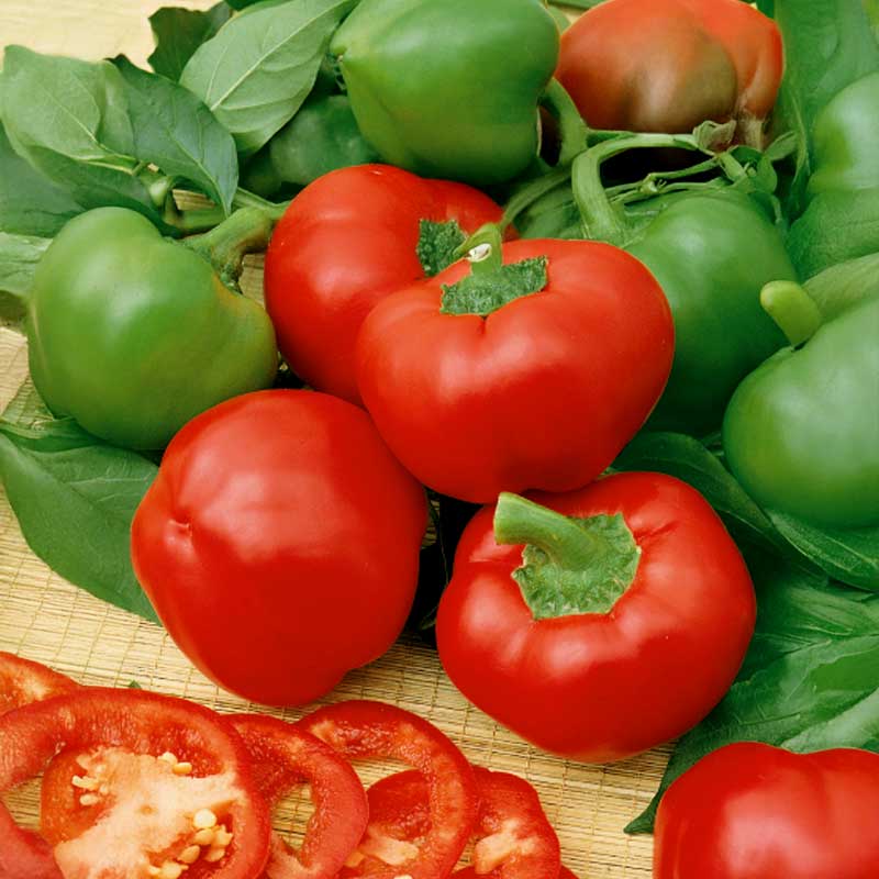 Pepper 'Topepo Rosso'