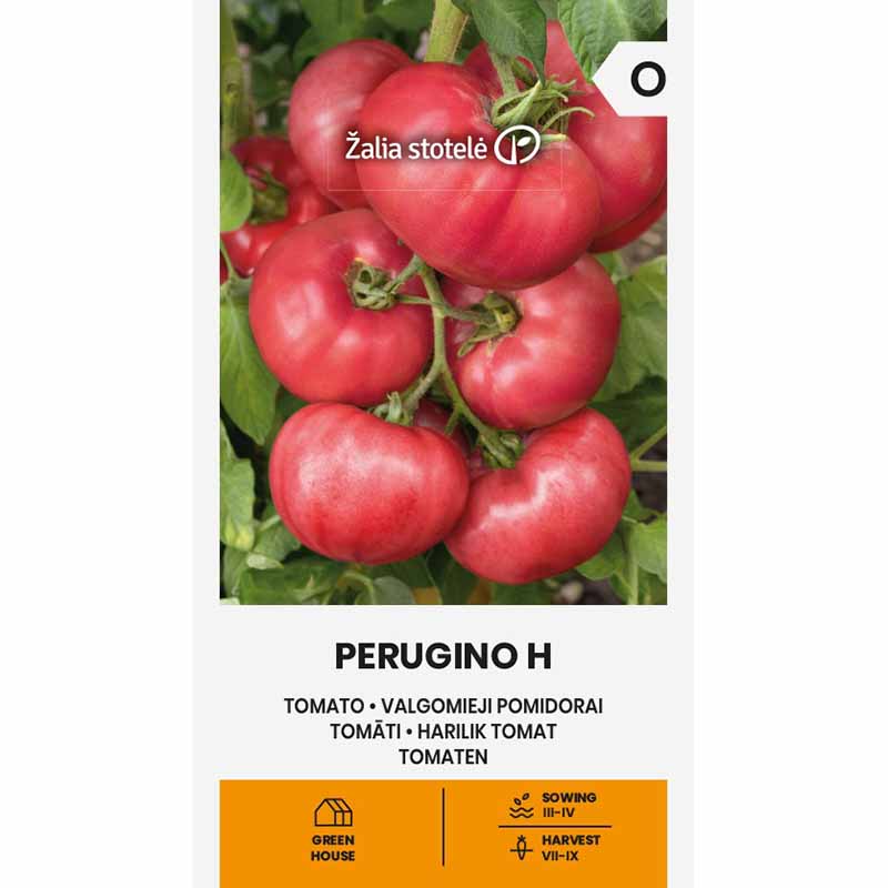 Tomato 'Perugino' H