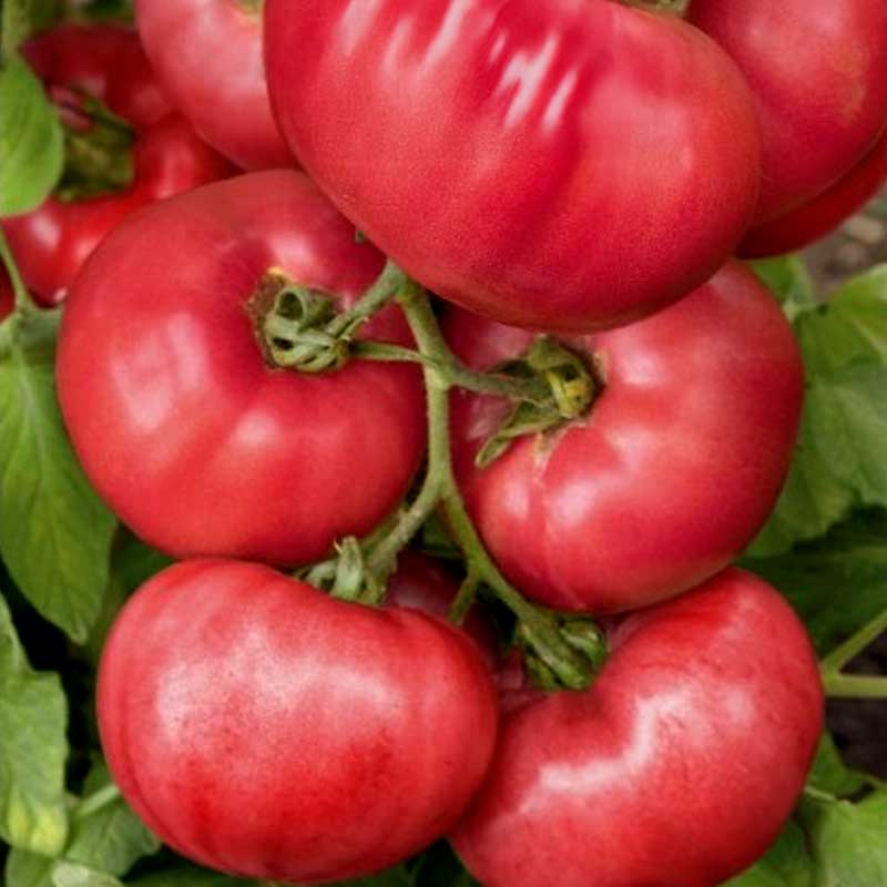 Tomato 'Perugino' H