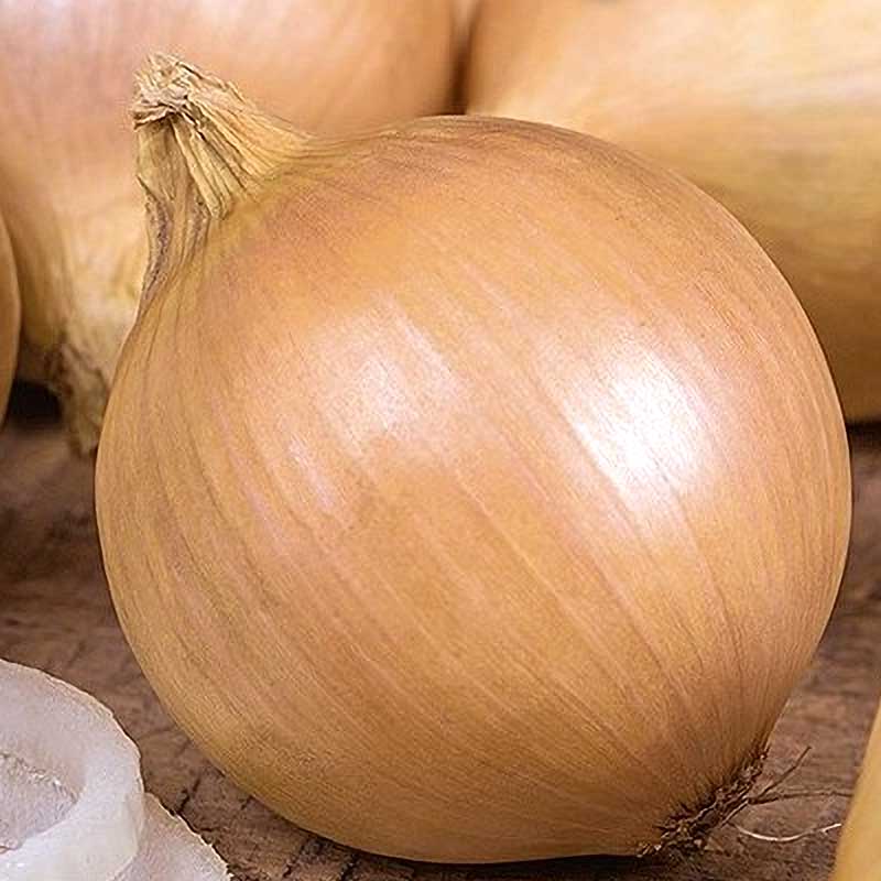 Onion 'Bolero' H