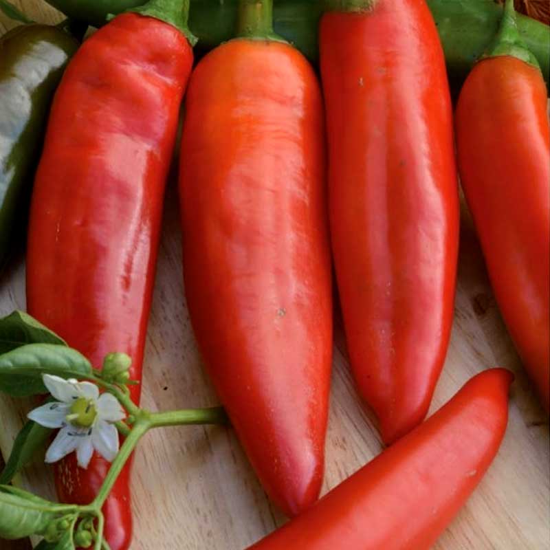 Chili Pepper 'Anaheim Chili'