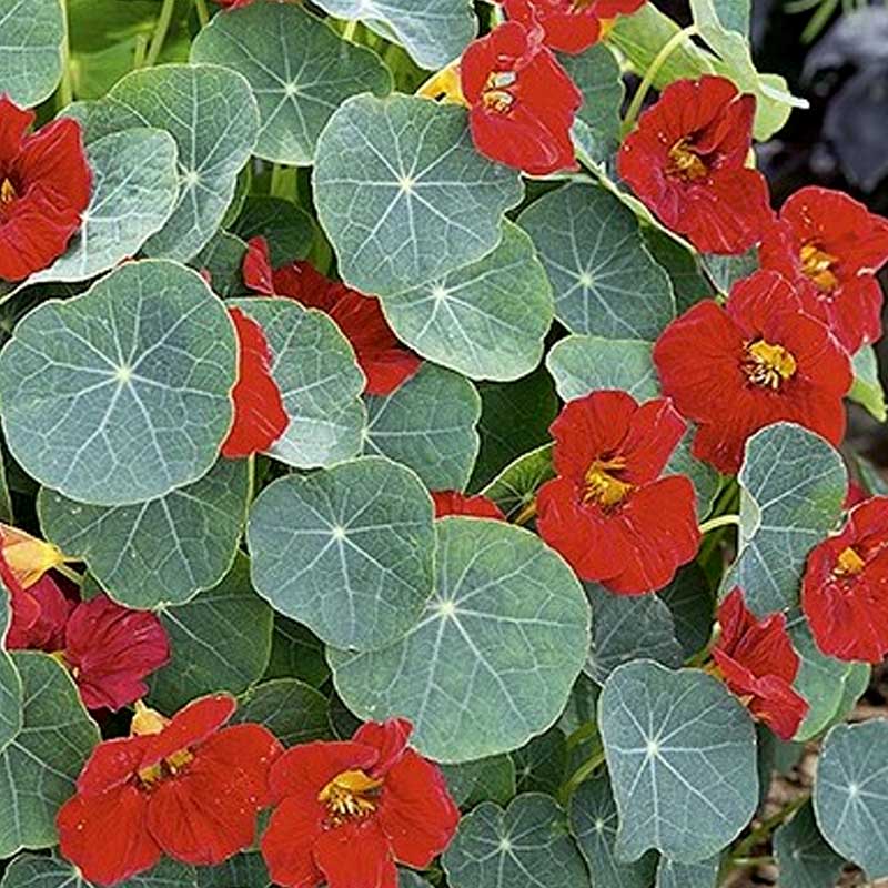 Dwarf Nasturtium 'Baby Red'