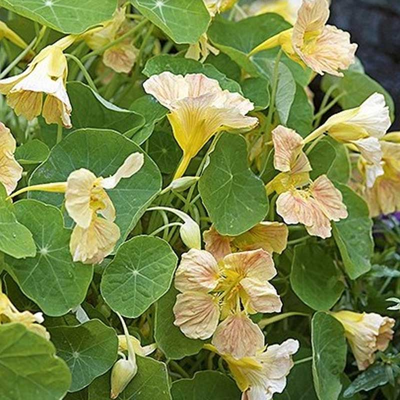 Cress 'Tip Top Pink Blush'