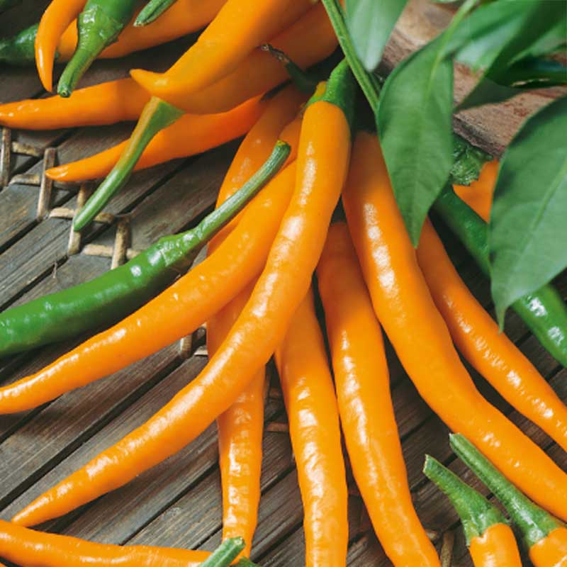 Chili Pepper 'Kilian'