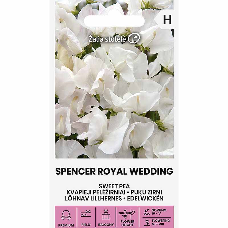 Sweet Pea 'Spencer Royal Wedding'