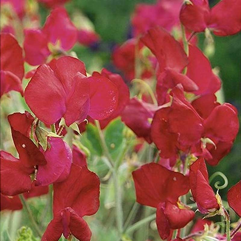 Sweet Pea 'Perfume Millennium'