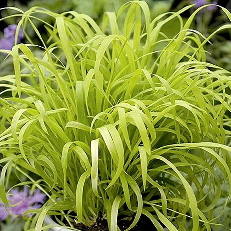 Millet Grass 'Aureum'