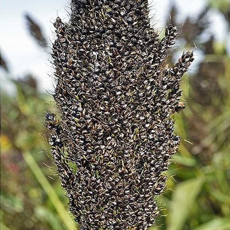 Pearl Millet 'Black Falcon'