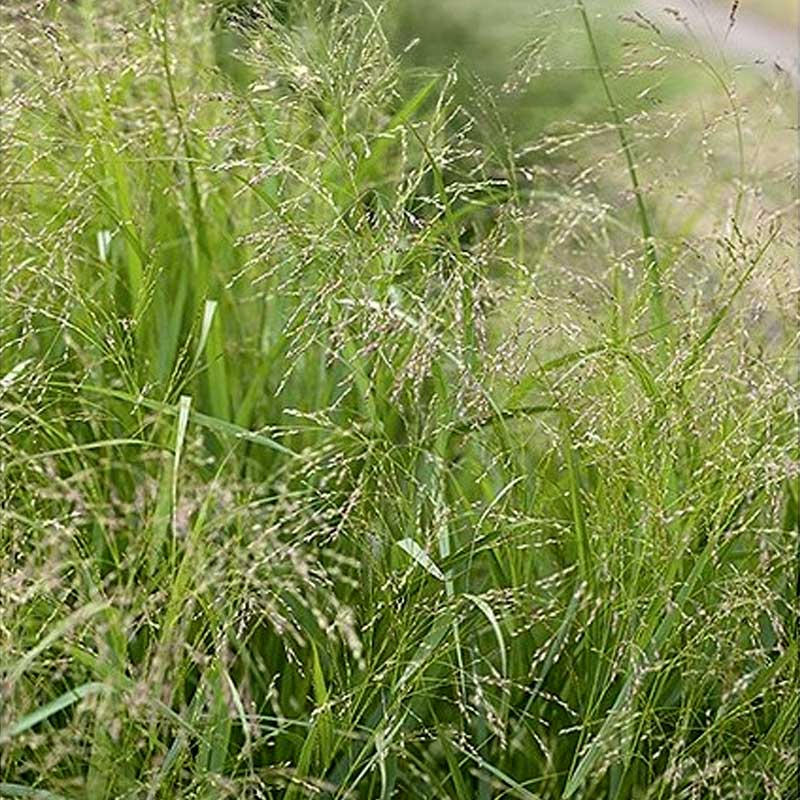 Ornamental Millet 'Frosted Explosion'