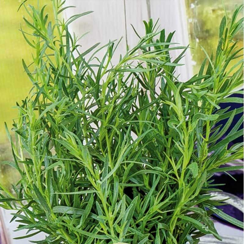 Tarragon