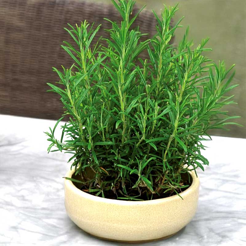 Rosemary