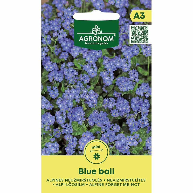 Alpine Forget-me-not 'Blue Ball'
