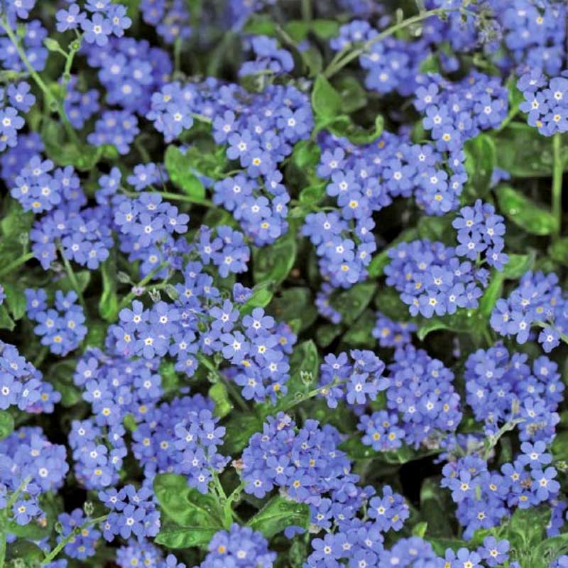 Alpine Forget-me-not 'Blue Ball'