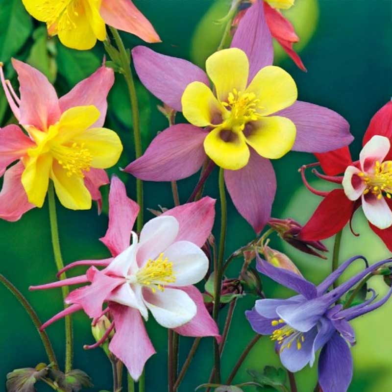 Columbine 'McKana Giants'