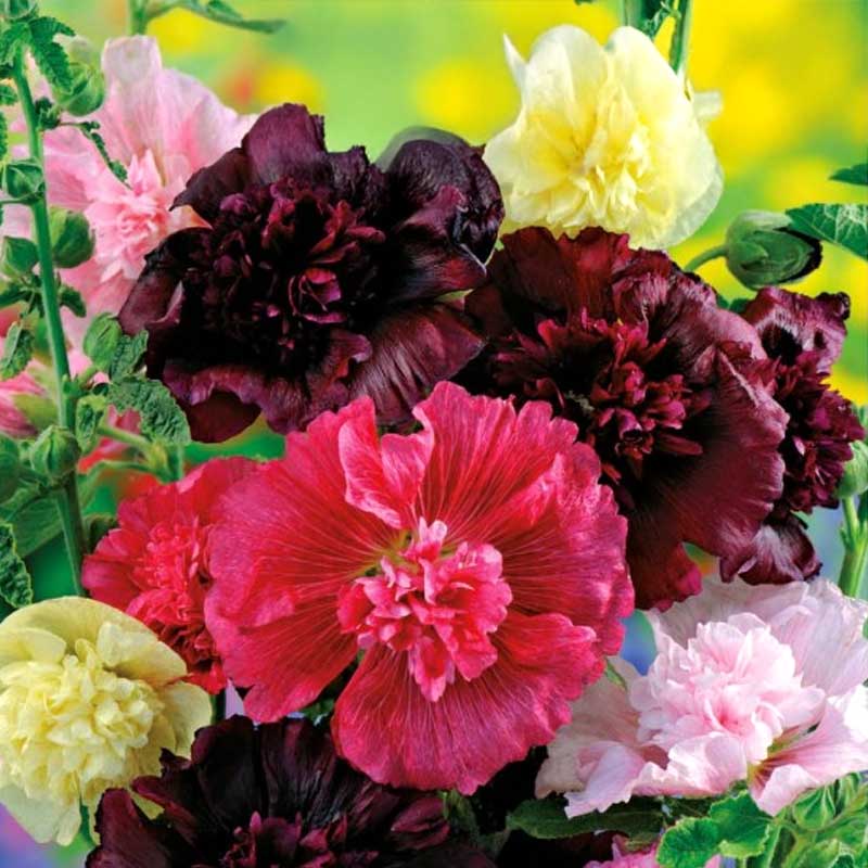 Hollyhock 'Majorette'