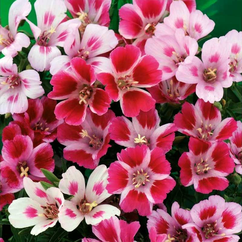 Summer Azalea 'Monarch'