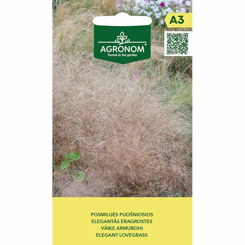 Elegant Love Grass