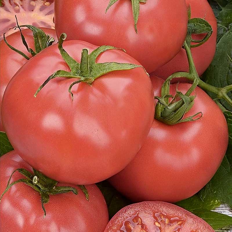Tomato 'Roselady' H