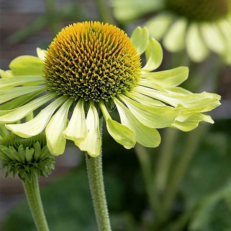 Red Coneflower 'Alan's Pride'