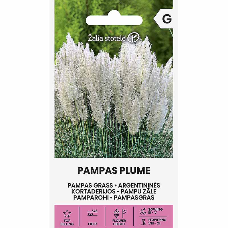 Pampas Grass 'Pampas Plume'