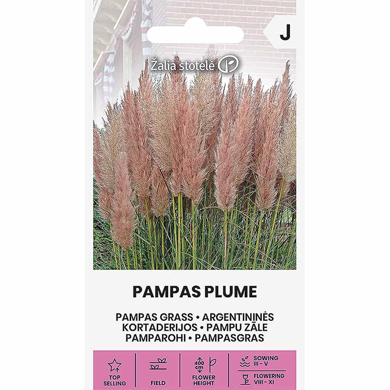 Pampas Grass 'Pampas Plume' Pink