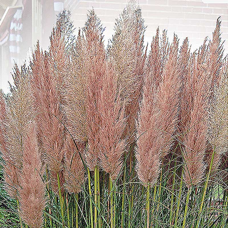 Pampas Grass 'Pampas Plume' Pink