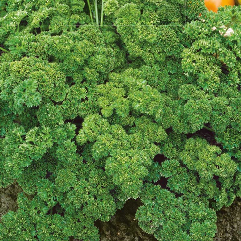 Parsley 'Astra'