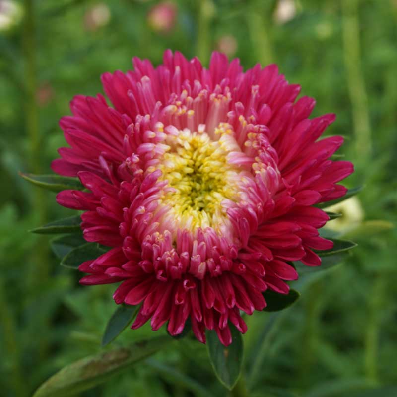 China Aster 'Princess' Pink