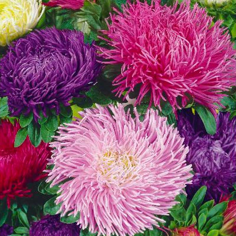 China Aster 'Kralen'