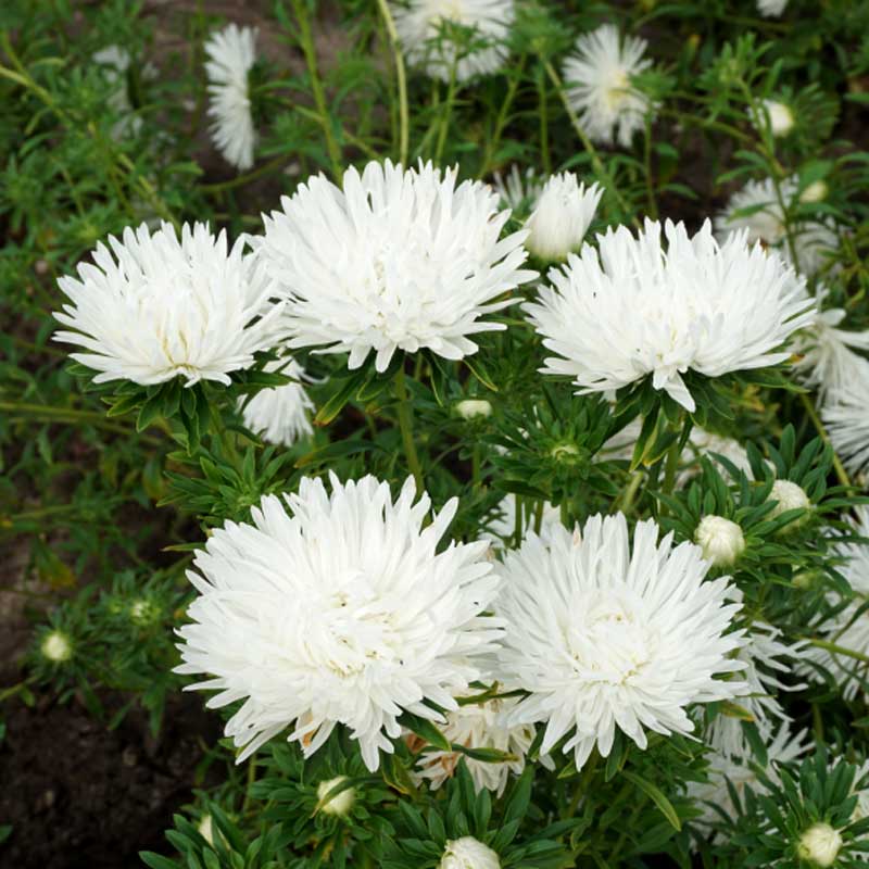 China Aster 'Unicum' White